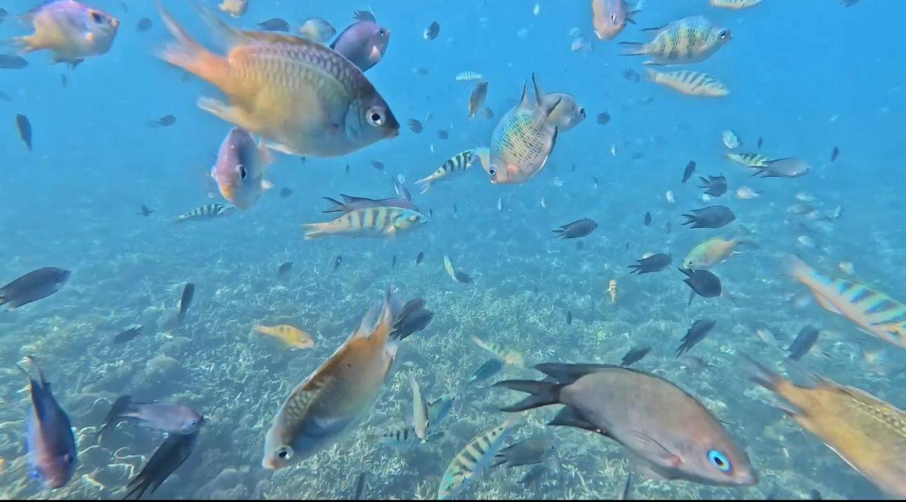D'Flora Homestay Labuan Bajo Zewnętrze zdjęcie